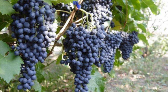 Grape variety Krasen: description, photo, reviews, video