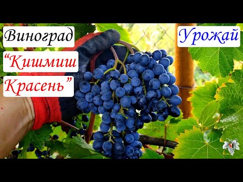 Grape variety Krasen: description, photo, reviews, video