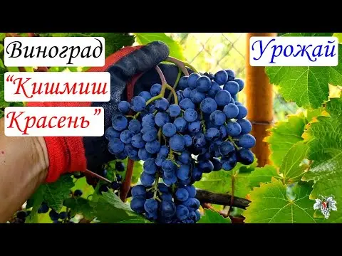 Grape variety Krasen: description, photo, reviews, video