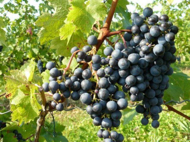 Grape variety Krasen: description, photo, reviews, video