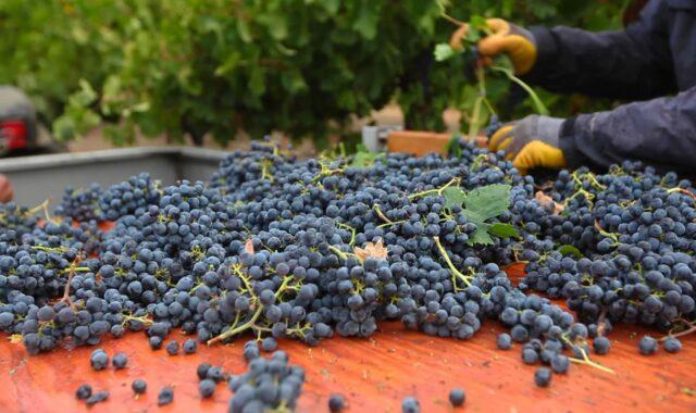 Grape variety Krasen: description, photo, reviews, video