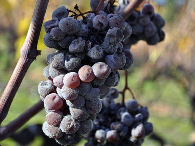 Grape variety Krasen: description, photo, reviews, video