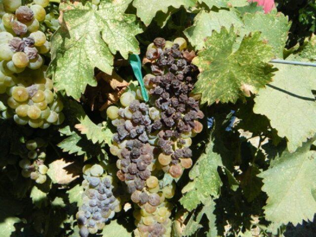 Grape variety Krasen: description, photo, reviews, video