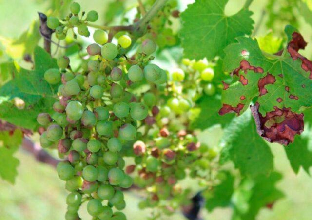 Grape variety Krasen: description, photo, reviews, video