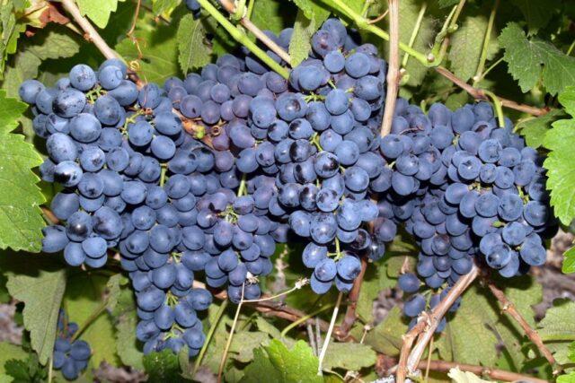 Grape variety Krasen: description, photo, reviews, video