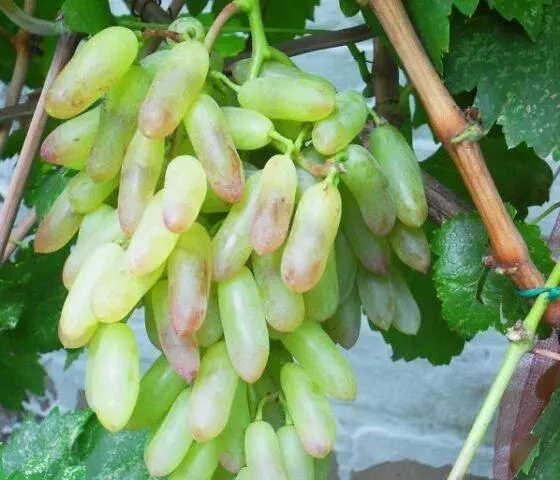 Grape variety Ladies fingers: photo, description, reviews, characteristics