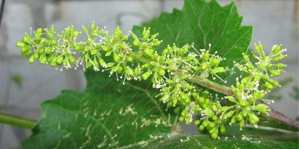 Grape variety Lily of the valley