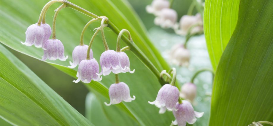 Grape variety Lily of the valley