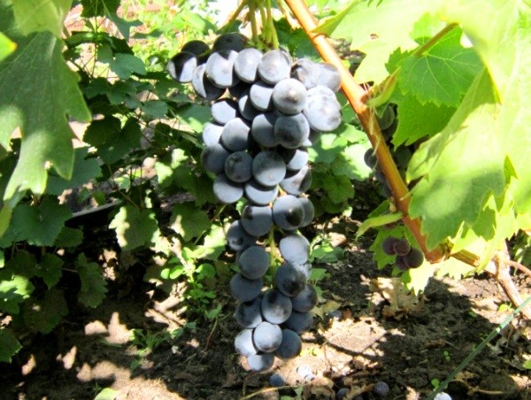 Grape variety Livadia Black: description, cultivation and care