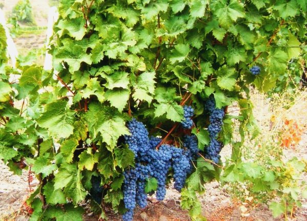 Grape variety Livadia Black: description, cultivation and care