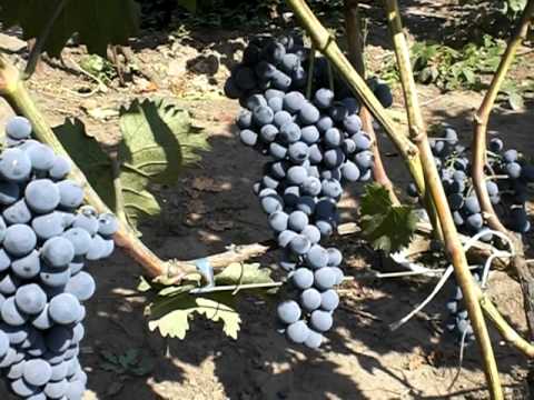 Grape variety Livadia Black: description, cultivation and care