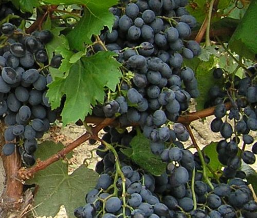 Grape variety Livadia Black: description, cultivation and care