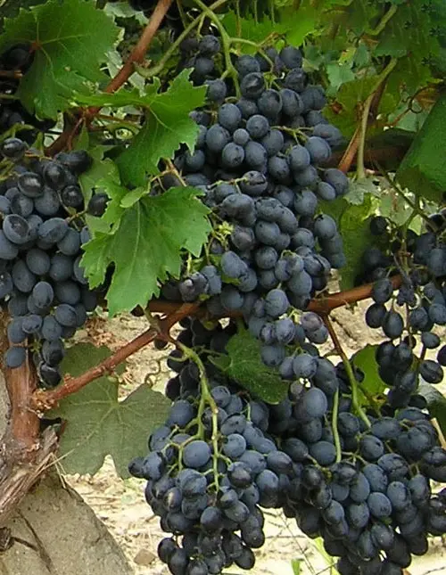 Grape variety Livadia Black: description, cultivation and care