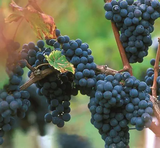 Grape variety Merlot (Merlot): description, photo, taste