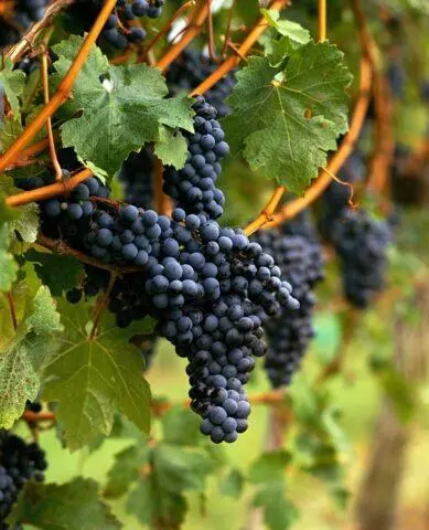 Grape variety Merlot (Merlot): description, photo, taste