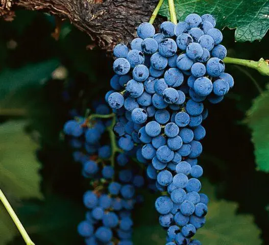 Grape variety Merlot (Merlot): description, photo, taste