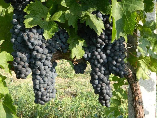 Grape variety Merlot (Merlot): description, photo, taste