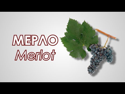 Grape variety Merlot (Merlot): description, photo, taste