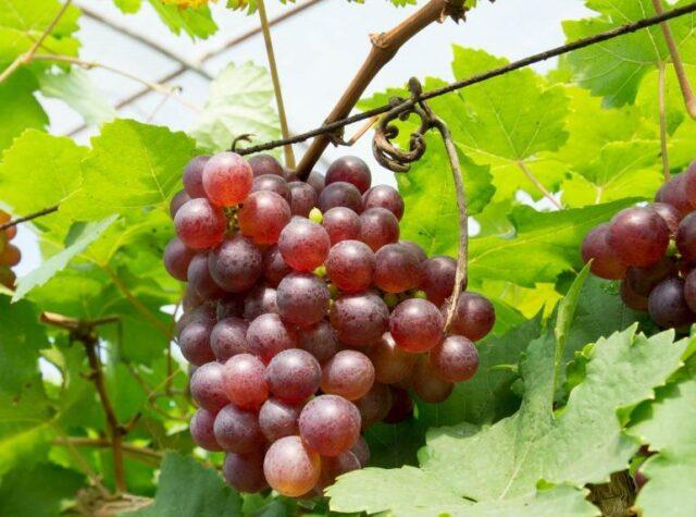 Grape variety Minsk pink: description, photos, reviews