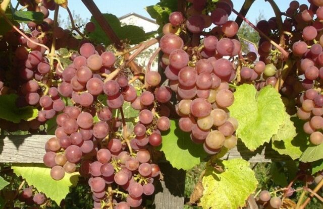 Grape variety Minsk pink: description, photos, reviews