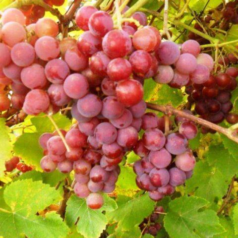 Grape variety Minsk pink: description, photos, reviews