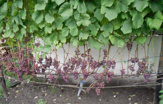 Grape variety Minsk pink: description, photos, reviews