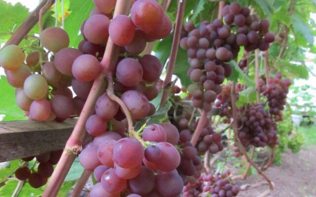 Grape variety Minsk pink: description, photos, reviews