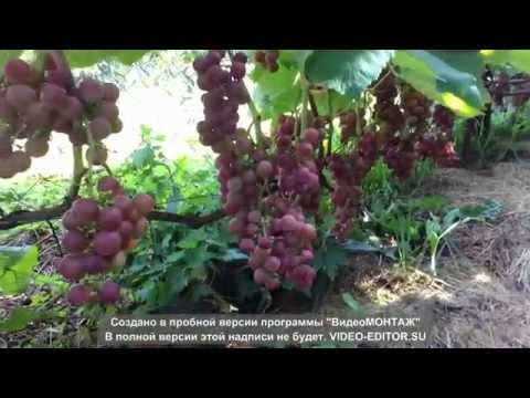 Grape variety Minsk pink: description, photos, reviews