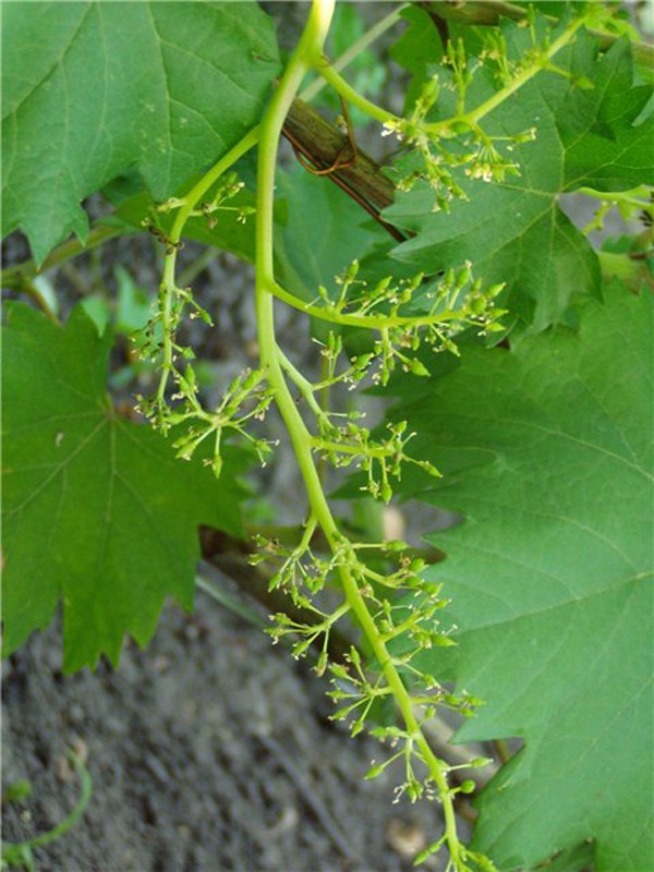 Grape variety Monarch - an excellent harvest of berries that melt in your mouth