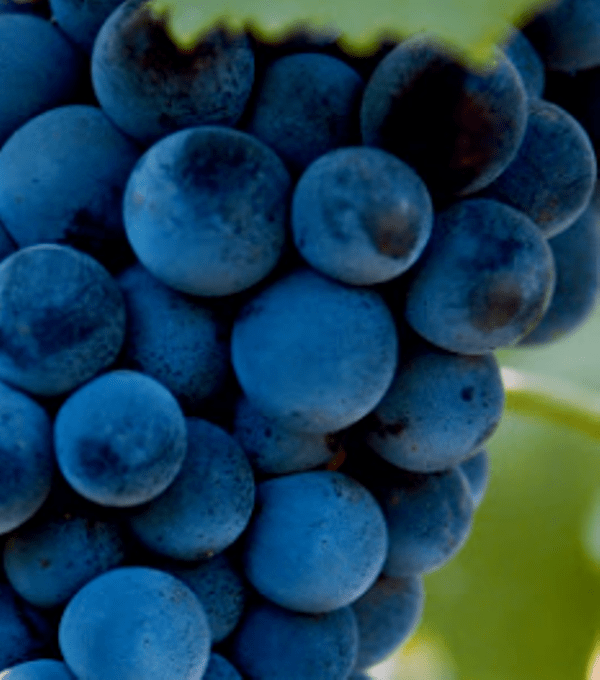 Grape variety Muscat Hamburg: description and characteristics