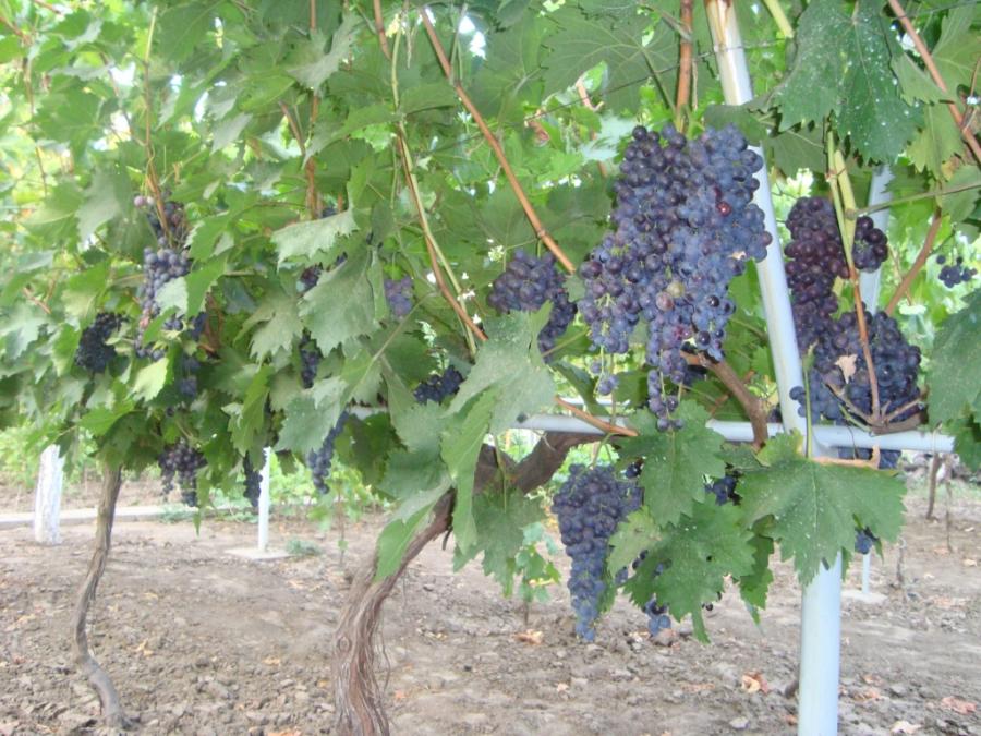 Grape variety Muscat Hamburg: description and characteristics