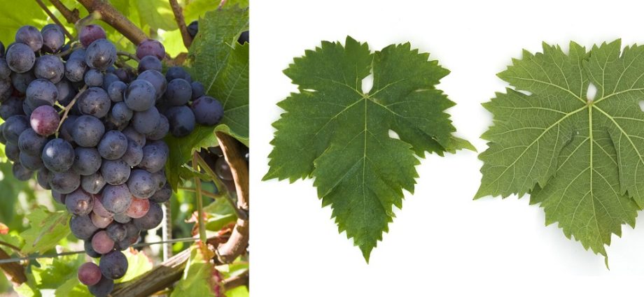 Grape variety Muscat Hamburg: description and characteristics