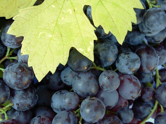 Grape variety Muscat Hamburg: description, photo, reviews, characteristics