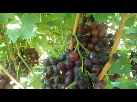 Grape variety Muscat Hamburg: description, photo, reviews, characteristics