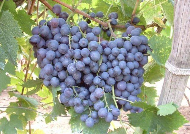 Grape variety Muscat Hamburg: description, photo, reviews, characteristics