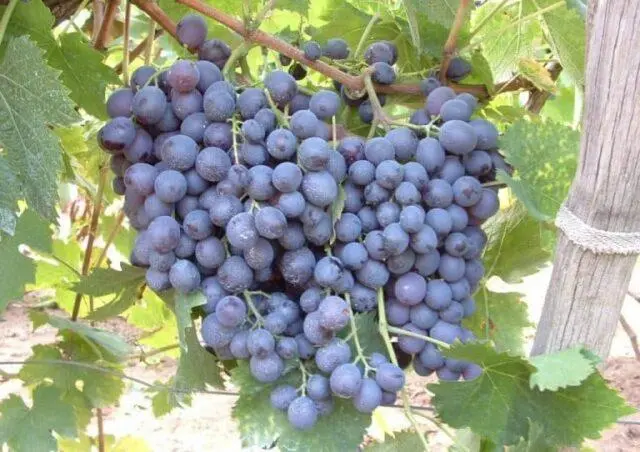 Grape variety Muscat Hamburg: description, photo, reviews, characteristics