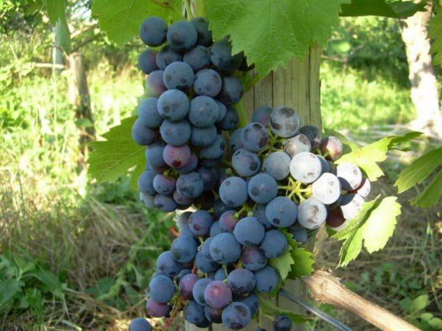 Grape variety Muscat Hamburg: description, photo, reviews, characteristics