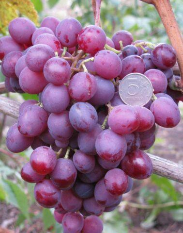 Grape variety Muscat Novoshakhtinsky: photo and description, reviews