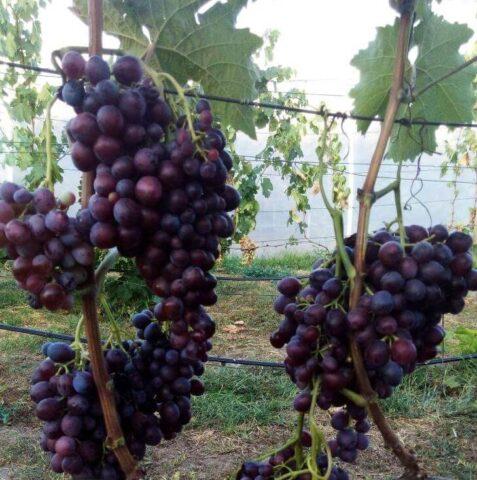 Grape variety Muscat Novoshakhtinsky: photo and description, reviews