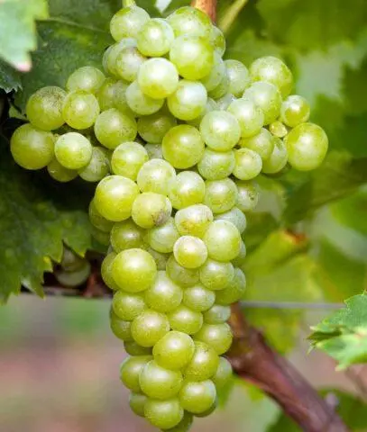 Grape variety Muscat white extra early: photo and description, reviews