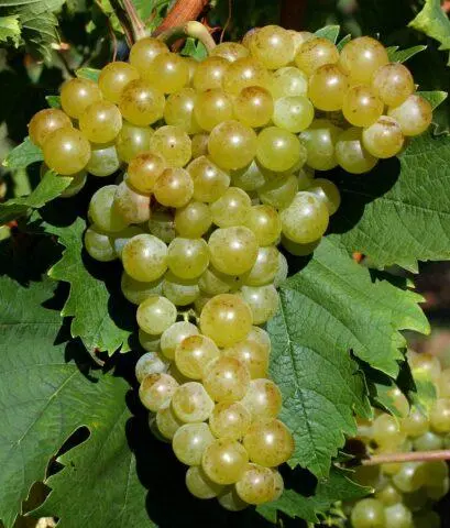 Grape variety Muscat white extra early: photo and description, reviews