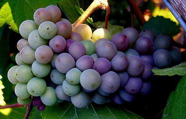 Grape variety Pinot Grigio (Pinot Gris): characteristics and description, photo