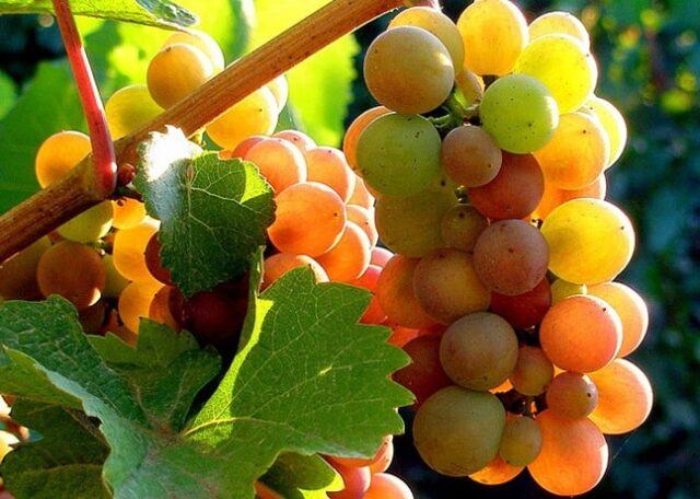 Grape variety Pinot Grigio (Pinot Gris): characteristics and description, photo