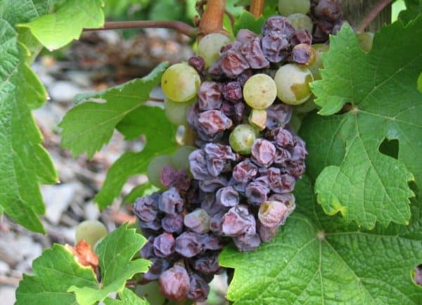 Grape variety Pinot Grigio (Pinot Gris): characteristics and description, photo