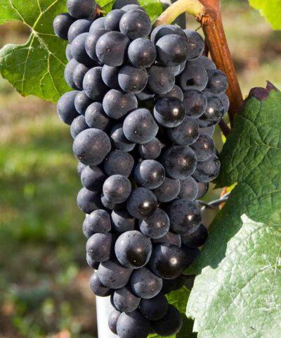 Grape variety Pinot Noir (Pinot Noir): characteristics and description, photos, reviews