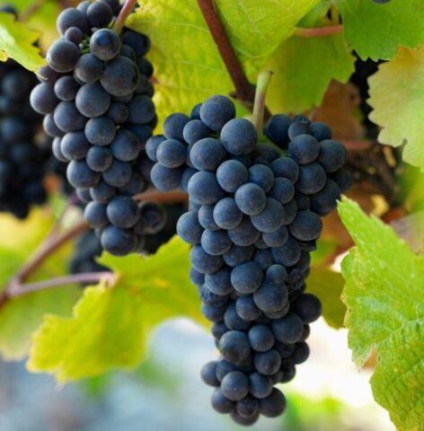 Grape variety Pinot Noir (Pinot Noir): characteristics and description, photos, reviews