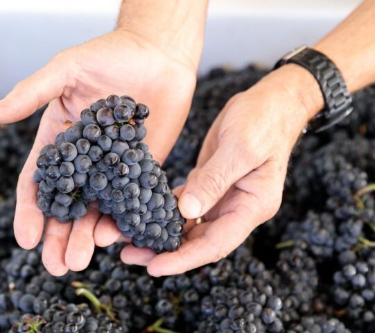 Grape variety Pinot Noir (Pinot Noir): characteristics and description, photos, reviews