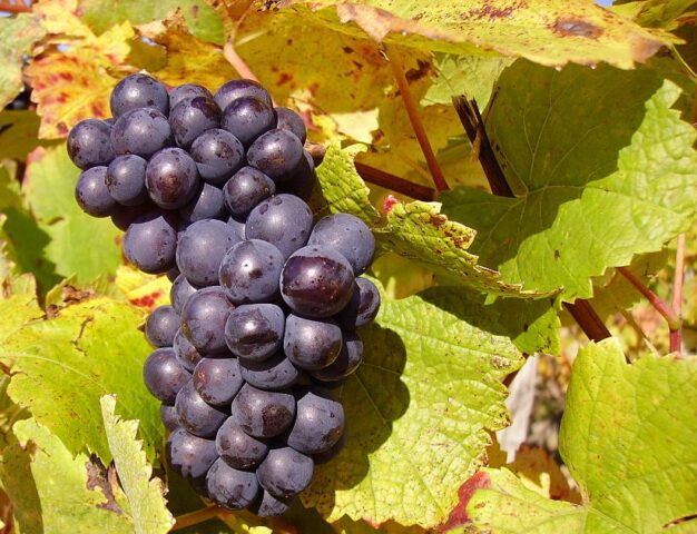 Grape variety Pinot Noir (Pinot Noir): characteristics and description, photos, reviews