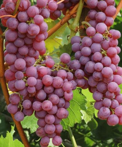 Grape variety Relines Pink Sidlis: photo and description, reviews