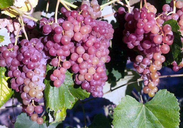 Grape variety Relines Pink Sidlis: photo and description, reviews